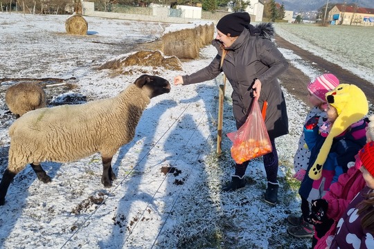 Ježečci z MŠ Soběchleby chodí krmit ovečky 1