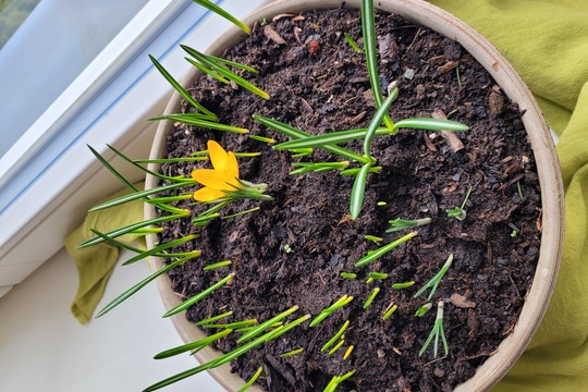Sejeme, sázíme, klíčíme a pěstujeme microgreens 1