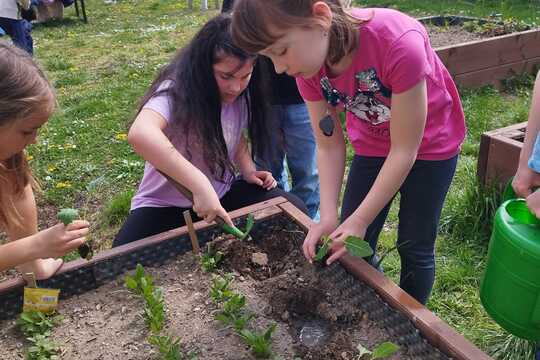 Sázení sazenic kedluben  1