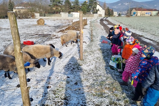 Ježečci z MŠ Soběchleby chodí krmit ovečky 1