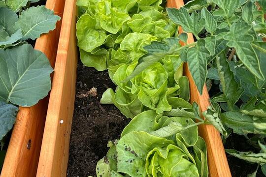 Naše zelenina - náš salát  1