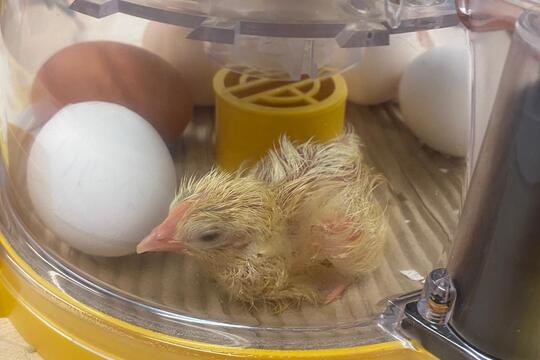 Jarní zázrak: líhnutí kuřátek v naší školce 1