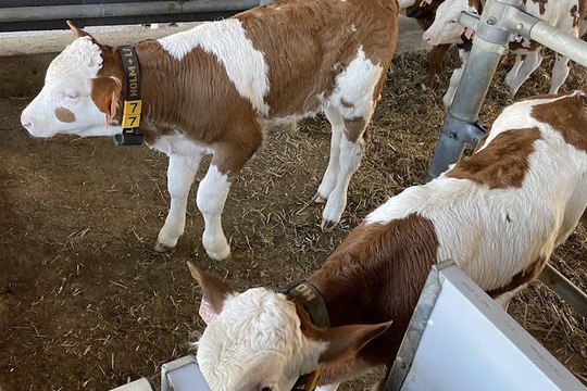 Školka v akci: Jak se rodí láska k přírodě a zemědělství Školka v akci: Jak se rodí láska k přírodě a zemědělství 1