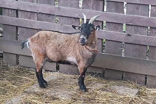 Farma s domácími zvířaty – Duběnka 1