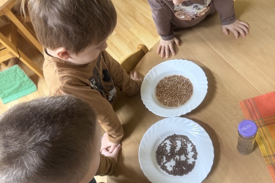 Klíčení semínek 1