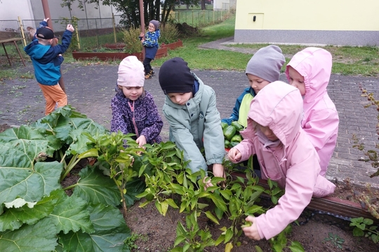 Motýlci z MŠ Kollárova - Sklizeň zelených paprik 1