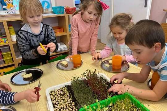 Microgreens 1