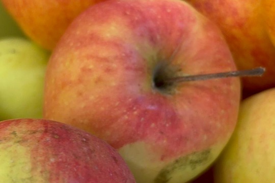 APPLE DAY 1