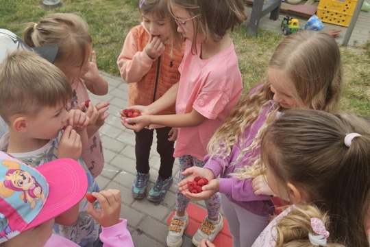 První maliny a jahody na školní zahradě! 1