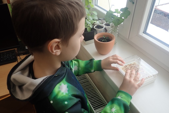 Pěstujeme microgreens 1