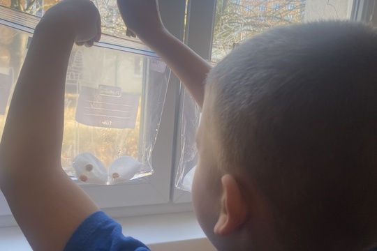 Experimentování s hrachem 1