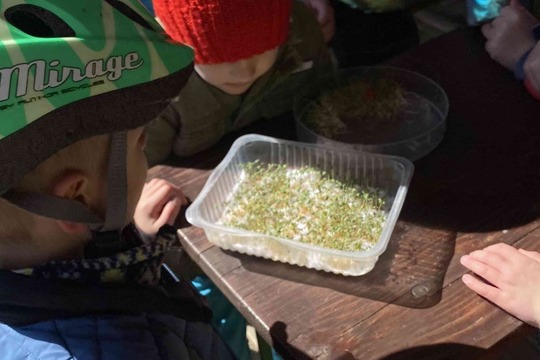 Microgreen u Včeliček 1