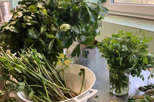 Naše kuchařky suší celerovou nať 1