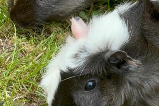 Venčíme morčátka  1