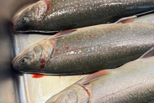 Lokální a čerstvé  1