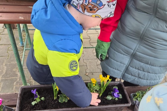 Berušky MŠ Kollárova - sázení kytiček 1
