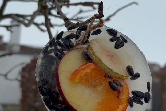 Ledová lednová krmítka  1