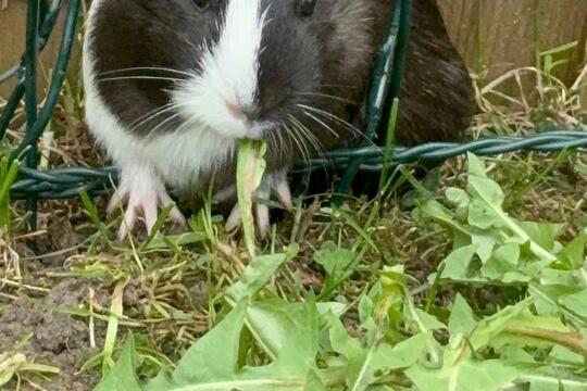 Venčíme morčátka  1