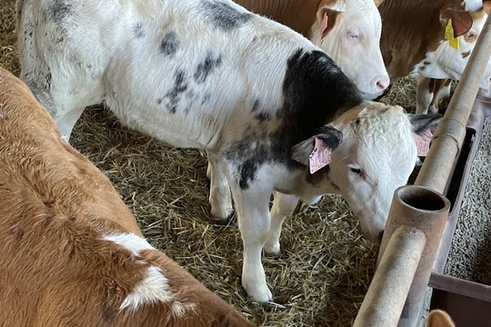 Školka v akci: Jak se rodí láska k přírodě a zemědělství Školka v akci: Jak se rodí láska k přírodě a zemědělství 1