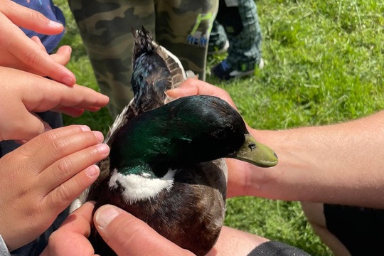 Farmář: kuřátka a kachňátka 1