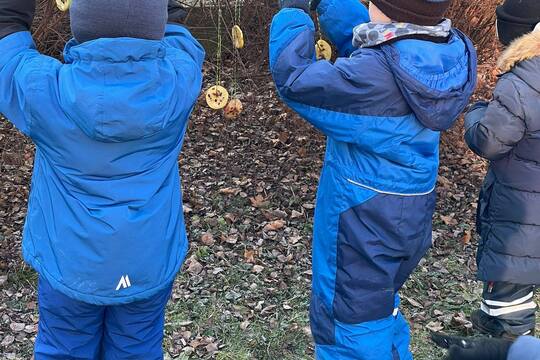 Krmení pro ptáčky z jablíček 1