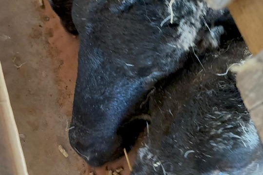 Farma a zvířátka  1