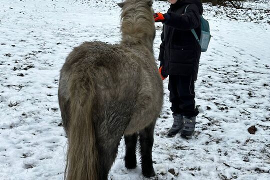 Návštěva poníků v Lísce Návštěva poníků v Lísce 1
