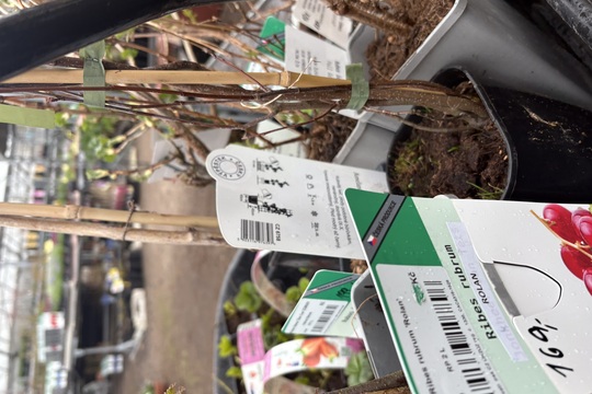 Podpora lokálního zahradnictví Podpora lokálního zahradnictví 1