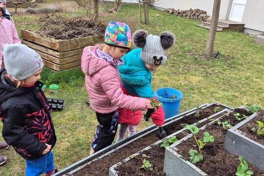 Jahodová pyramida 1