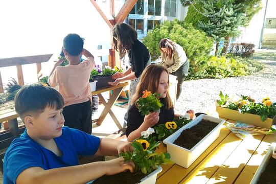 Sázení macešek  1