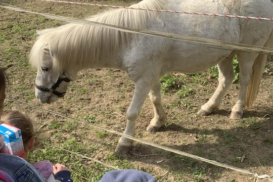 Výlet na farmu koní  1