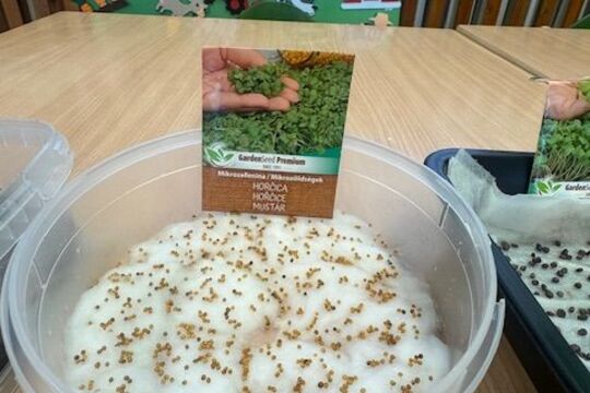 Microgreens - Sovičky 1