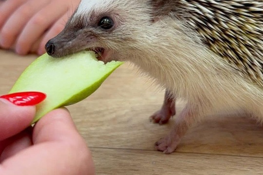 Vitamíny a ovoce  1