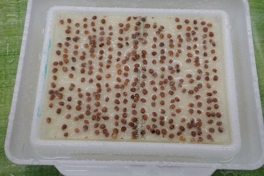 Pěstujeme microgreens 1