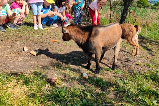 Udělali jsme si sami mufinky na výlet na farmu 1