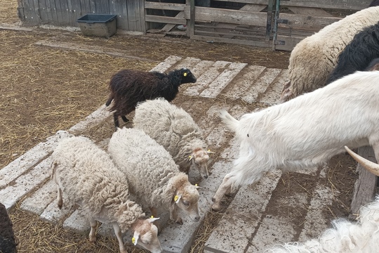 Farma s domácími zvířaty – Duběnka 1