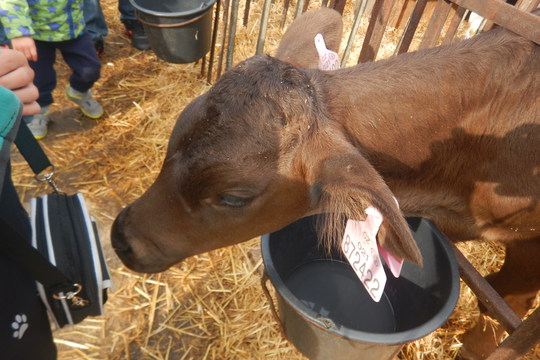 Berušky na výletě v rodinné farmě Krhanice Mikoláš 1