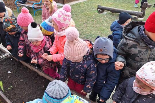 SÁZENÍ ČESNEKU  1