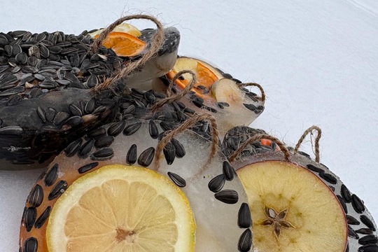 Ledová lednová krmítka  1