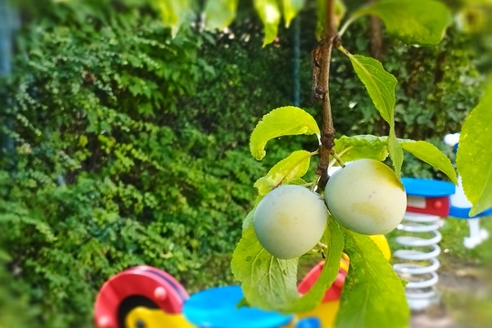 Ovoce na naší zahradě 1