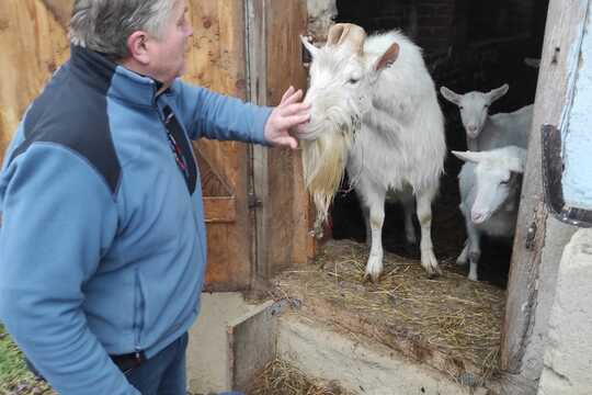 Návštěva farmy dojných a kašmírských koz  1