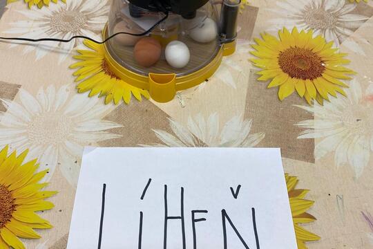 Jarní zázrak: líhnutí kuřátek v naší školce 1