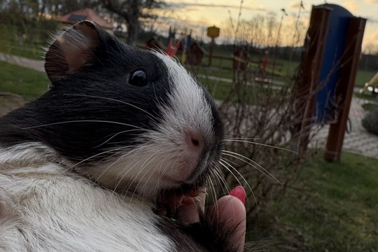 Zvířátka i o prázdninách Zvířátka i o prázdninách 1