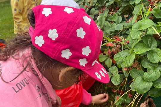 Jahodová sklizeń 1