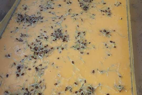 "Pod pokličkou naší kuchyně" "Pod pokličkou naší kuchyně" 1