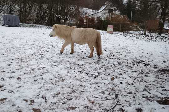Návštěva poníků v Lísce Návštěva poníků v Lísce 1
