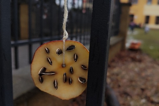 Jablečná krmítka pro ptáčky 1