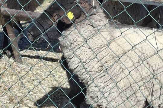 Výlet na Zlatou farmu  1