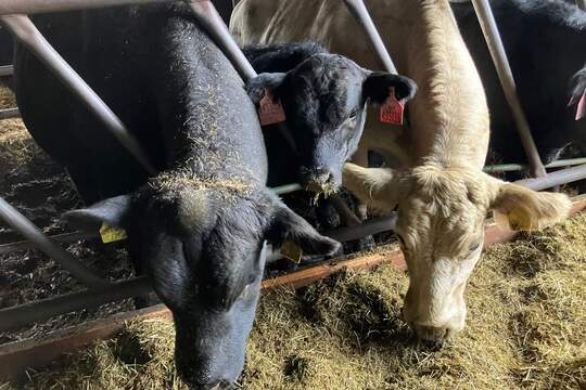 Cesta na farmu a do bioplynky 1