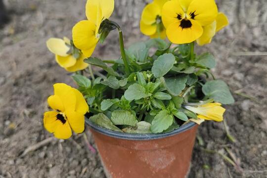 JARO na školní ZAHRÁDCE  1